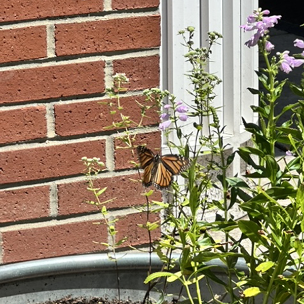 Butterfly at the pollinator garden at Princess Anne Public Library