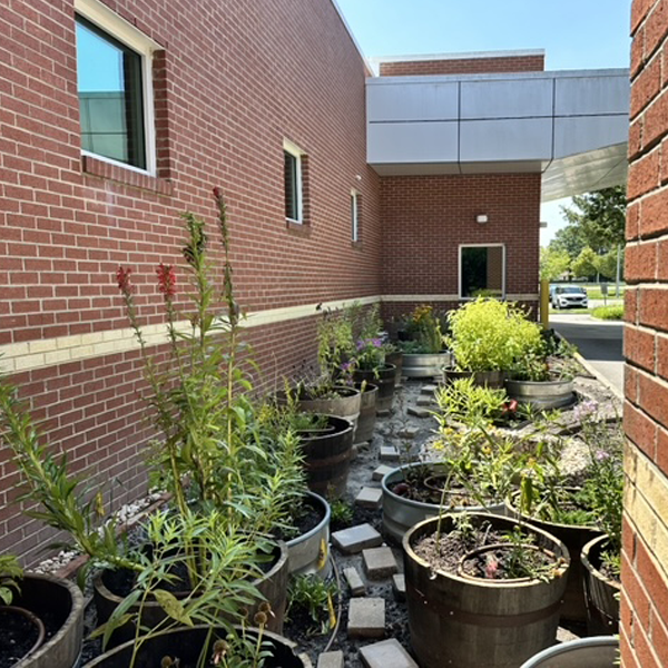 Pollinator garden at Princess Anne Public Library