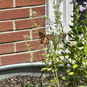 Butterfly at the pollinator garden at Princess Anne Public Library