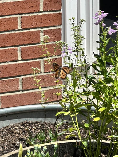 Butterfly at the pollinator garden at Princess Anne Public Library