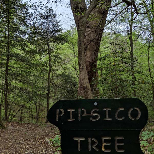 Pipsico Tree at Pipsico Scout Reservation